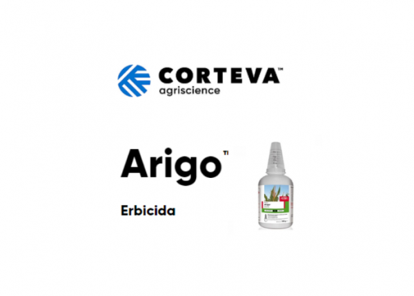 Arigo